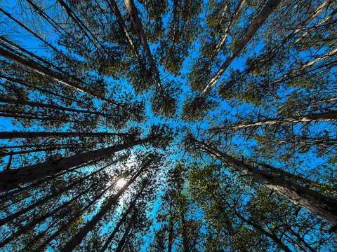 Looking Up Tall Pine Trees Forest Canopy Against Blue Sky Sunlight Nature Background Woodland Perspective Scenic Outdoor Landscape Photography