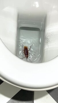 giant American cockroach (Periplaneta Americana) swimming in the toilet bowl water