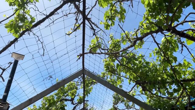 Low angle view looking up through a metal pergola trellis with green grapevine leaves against a bright blue sky outdoors
