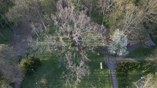 Dąb Bartek - wojew&oacute;dztwo Świętokrzyskie - Polska - Najstarsze dąb w Polsce o bardzo dużych rozmiarach. Około 1000 letnie drzewo nagrane dronem w wysokiej jakości, ujęcia kinowe