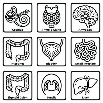 Human Internal Organs Illustration Featuring Cochlea, Thyroid Gland, Amygdala, Intestines, Bladder, Small Intestine, Sigmoid Colon, Tonsils, Liver