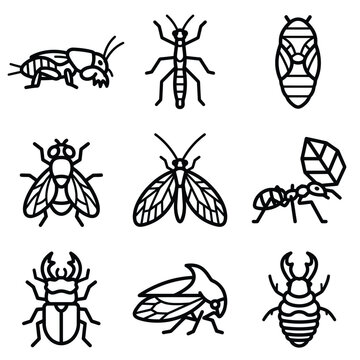 Detailed illustrations of various insects including beetles and flies in different poses