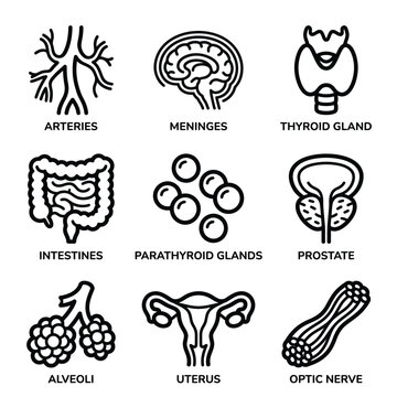 Human body parts illustration including arteries, meninges, thyroid gland, intestines, parathyroid glands, prostate, alveoli, uterus, and optic nerve