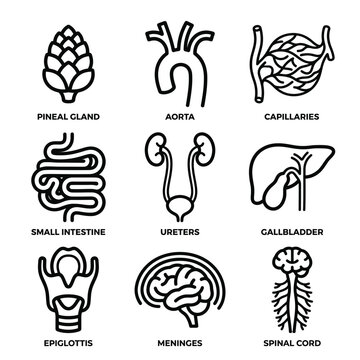 Anatomical illustration of human body parts including organs and glands in a medical context for educational purposes with bis reference