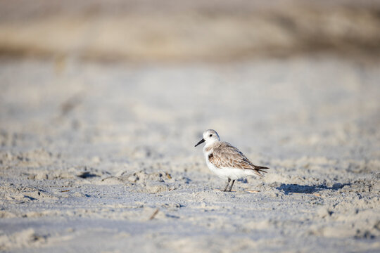 A sanderling on the beach standing sideways and looking at the camera