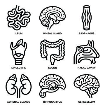 Anatomical illustrations of human brain and internal organs in detailed line art