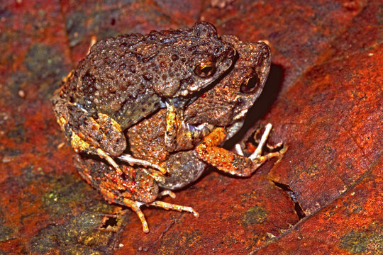 Male and female Tungara frogs, Engystomops pustulosus, in amplexus