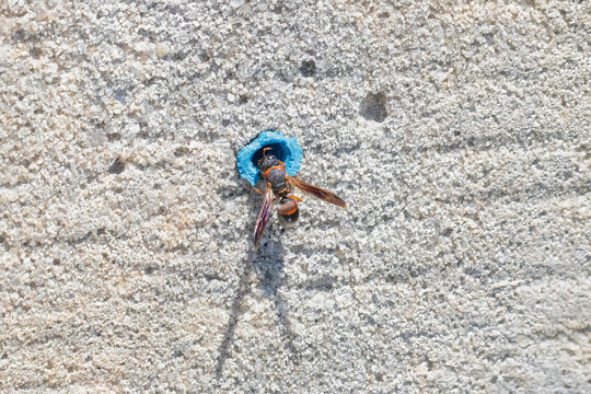 A red-marked Pachodynerus Wasp visiting a hole in a concrete wall in a marina
