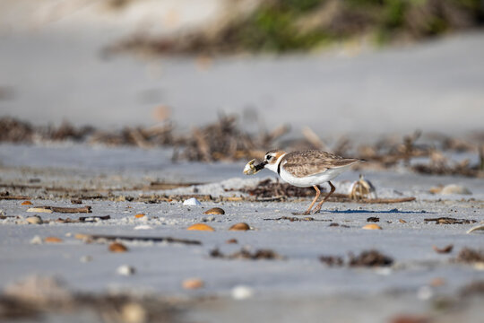 A Wilson's plover with a crustacean in its beak. 