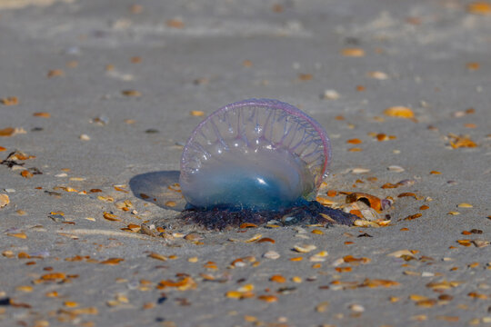 A Portuguese man o'war on the beach in northeast Florida