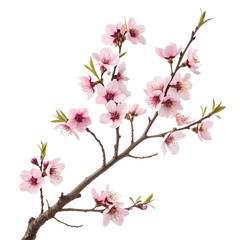 Naklejka premium Pink peach blossom branch isolated on white background
