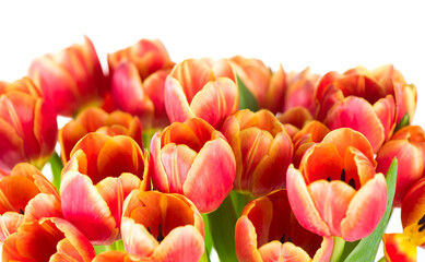 Spring tulips bunch isolated on white background, border. Bright orange colorful Tulips flower blooming. Easter, Mother's Day concept. Spring tulip flowers bouquet close up, bunch © Subbotina Anna