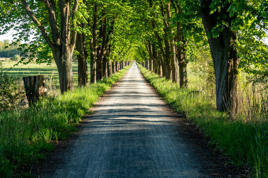 Kastanienallee im Naturschutzgebiet M&ouml;nchbruch, Hessen