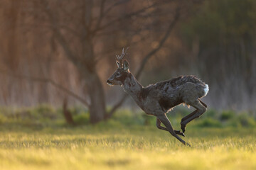 Sarna europejska (Capreolus capreolus) roe deer © Bartosz Rakoczy