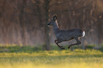 Sarna europejska (Capreolus capreolus) roe deer © Bartosz Rakoczy