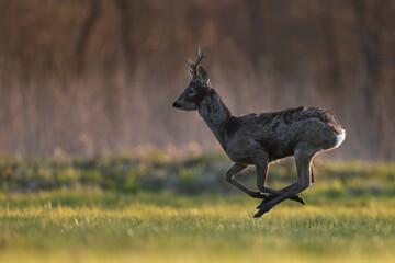 Sarna europejska (Capreolus capreolus) roe deer © Bartosz Rakoczy