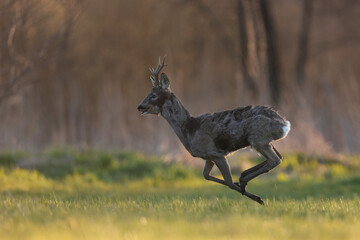 Sarna europejska (Capreolus capreolus) roe deer © Bartosz Rakoczy