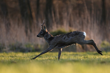Sarna europejska (Capreolus capreolus) roe deer © Bartosz Rakoczy