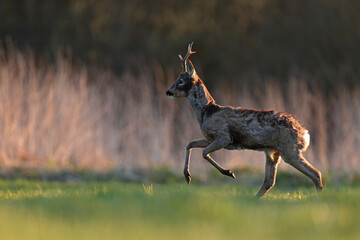 Sarna europejska (Capreolus capreolus) roe deer © Bartosz Rakoczy