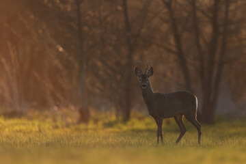 Sarna europejska (Capreolus capreolus) roe deer © Bartosz Rakoczy
