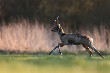 Sarna europejska (Capreolus capreolus) roe deer © Bartosz Rakoczy