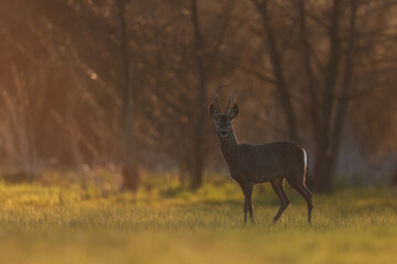 Sarna europejska (Capreolus capreolus) roe deer © Bartosz Rakoczy