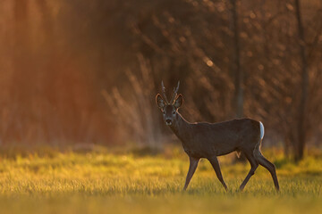 Sarna europejska (Capreolus capreolus) roe deer © Bartosz Rakoczy