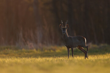 Sarna europejska (Capreolus capreolus) roe deer © Bartosz Rakoczy