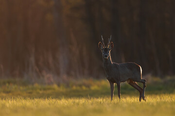 Sarna europejska (Capreolus capreolus) roe deer © Bartosz Rakoczy
