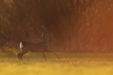 Sarna europejska (Capreolus capreolus) roe deer © Bartosz Rakoczy