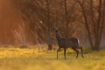 Sarna europejska (Capreolus capreolus) roe deer © Bartosz Rakoczy