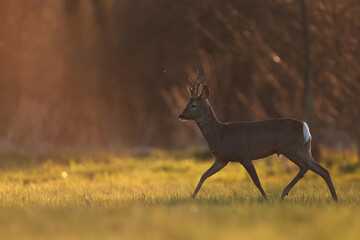 Sarna europejska (Capreolus capreolus) roe deer © Bartosz Rakoczy