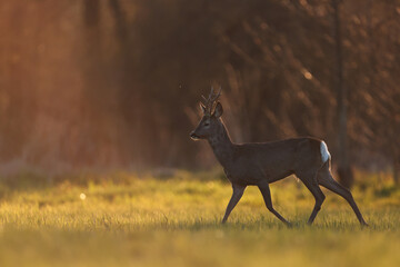 Sarna europejska (Capreolus capreolus) roe deer © Bartosz Rakoczy