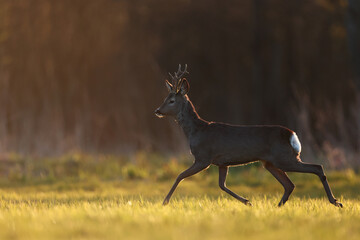 Sarna europejska (Capreolus capreolus) roe deer © Bartosz Rakoczy