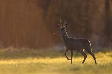 Sarna europejska (Capreolus capreolus) roe deer © Bartosz Rakoczy