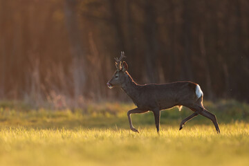 Sarna europejska (Capreolus capreolus) roe deer © Bartosz Rakoczy