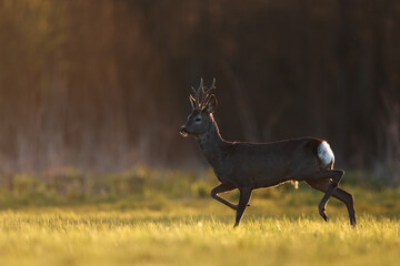Sarna europejska (Capreolus capreolus) roe deer © Bartosz Rakoczy