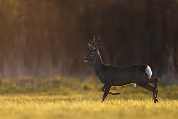 Sarna europejska (Capreolus capreolus) roe deer © Bartosz Rakoczy
