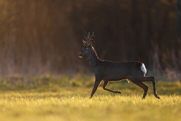Sarna europejska (Capreolus capreolus) roe deer © Bartosz Rakoczy
