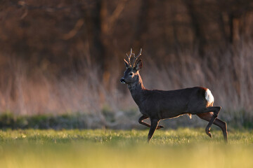 Sarna europejska (Capreolus capreolus) roe deer © Bartosz Rakoczy