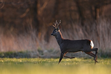 Sarna europejska (Capreolus capreolus) roe deer © Bartosz Rakoczy
