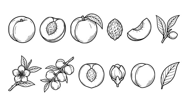 Collection of hand drawn peach fruit vector graphic elements