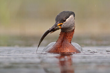 Perkoz rdzawoszyi (Podiceps grisegena), red-necked grebe  © Bartosz Rakoczy
