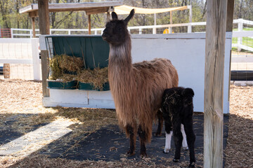  A llama gently feeding her baby as it nuzzles close. A barn and fence in the background add to the calm, rustic scene. © Omar