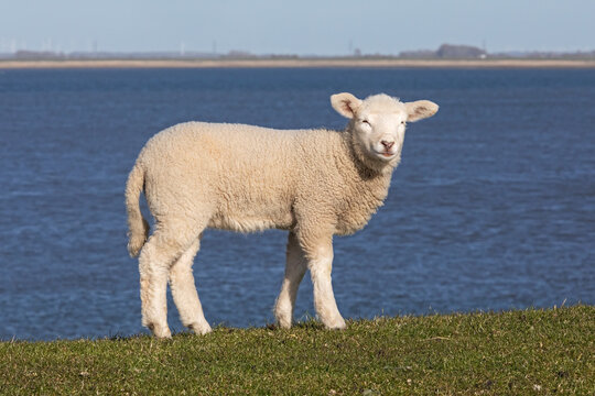 Ein Lamm im Fr&uuml;hling auf dem Deich der Nordsee. Im Hintergrund die Salzwasserlagune des Beltringharder Koogs  in Nordfriesland, Schleswig-Holstein, Deutschland..