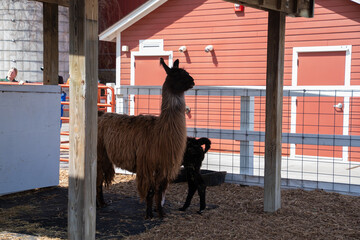  A llama gently feeding her baby as it nuzzles close. A barn and fence in the background add to the calm, rustic scene. © Omar