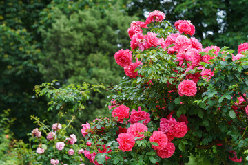Obraz premium Branch of delicate pink roses in full bloom growing in summer garden. Romantic floral background with natural light, decorative flowers and green foliage. Spring and nature, gardening, plant breeding.