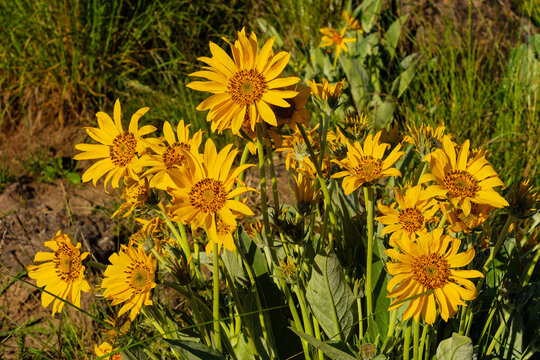 Arrowleaf Balsamroot in Idaho