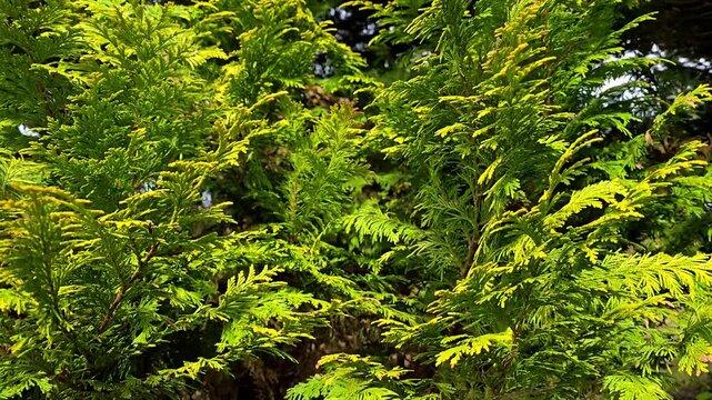 green fern leaves