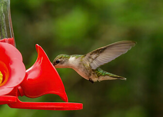 Fototapeta premium A female ruby-throated hummingbird drinking from a bird feeder